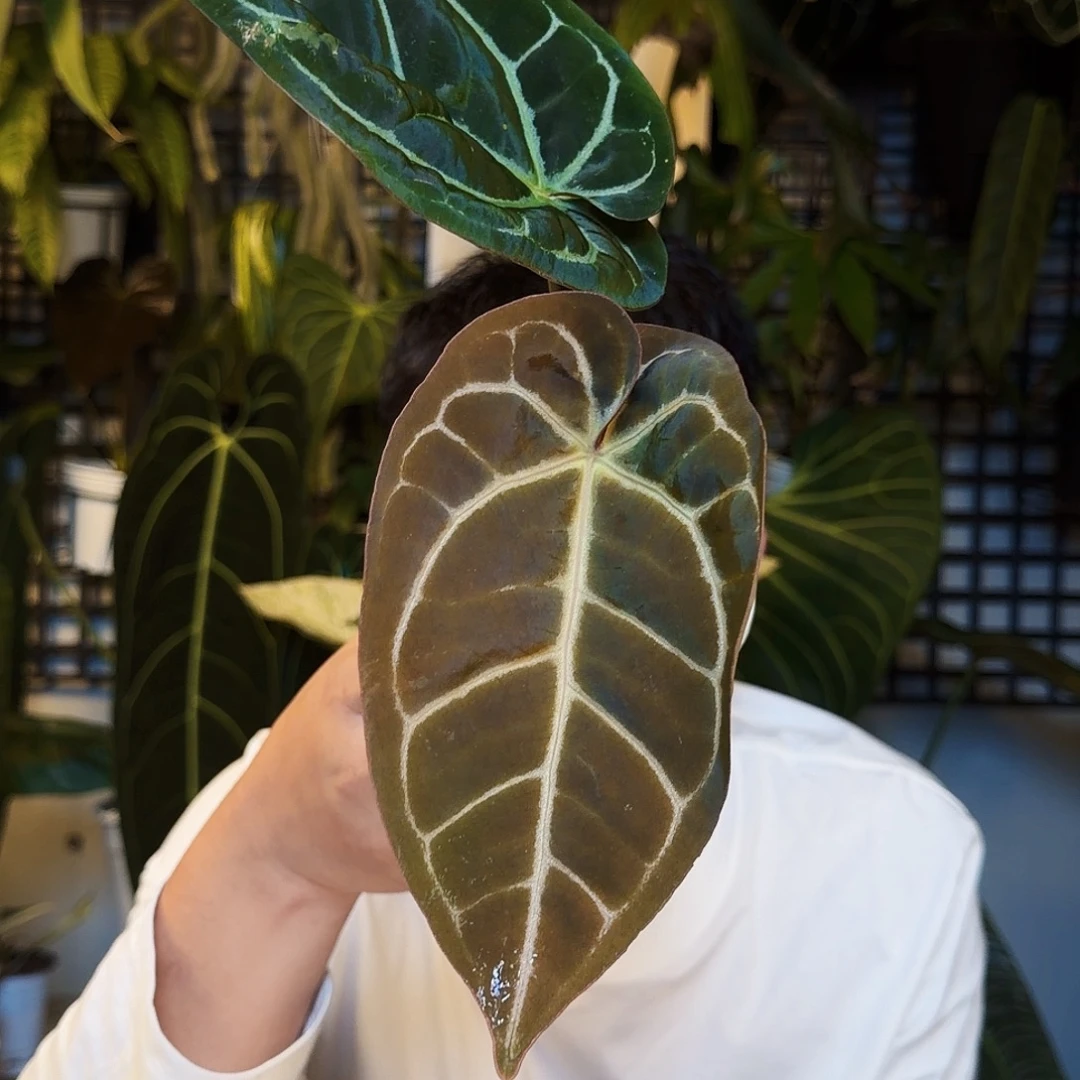 不开花植物S176巧克力杂黑水晶