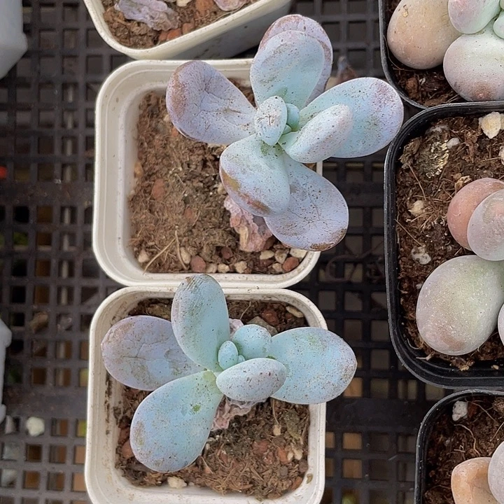 雪美人带盆土发货