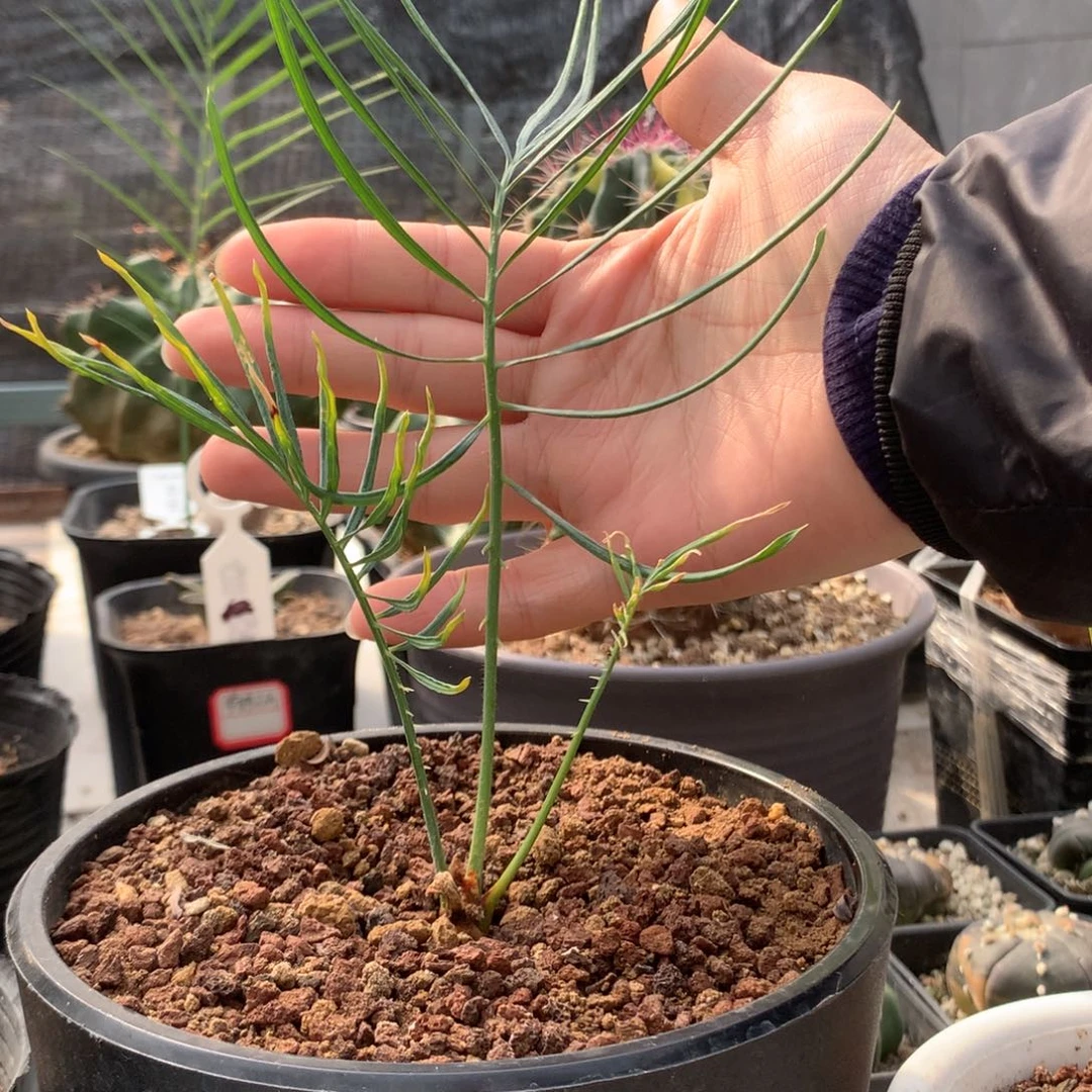 凯恩斯铁树实生带盆