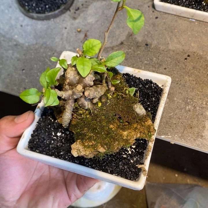 黑*退款拉黑一物一拍136