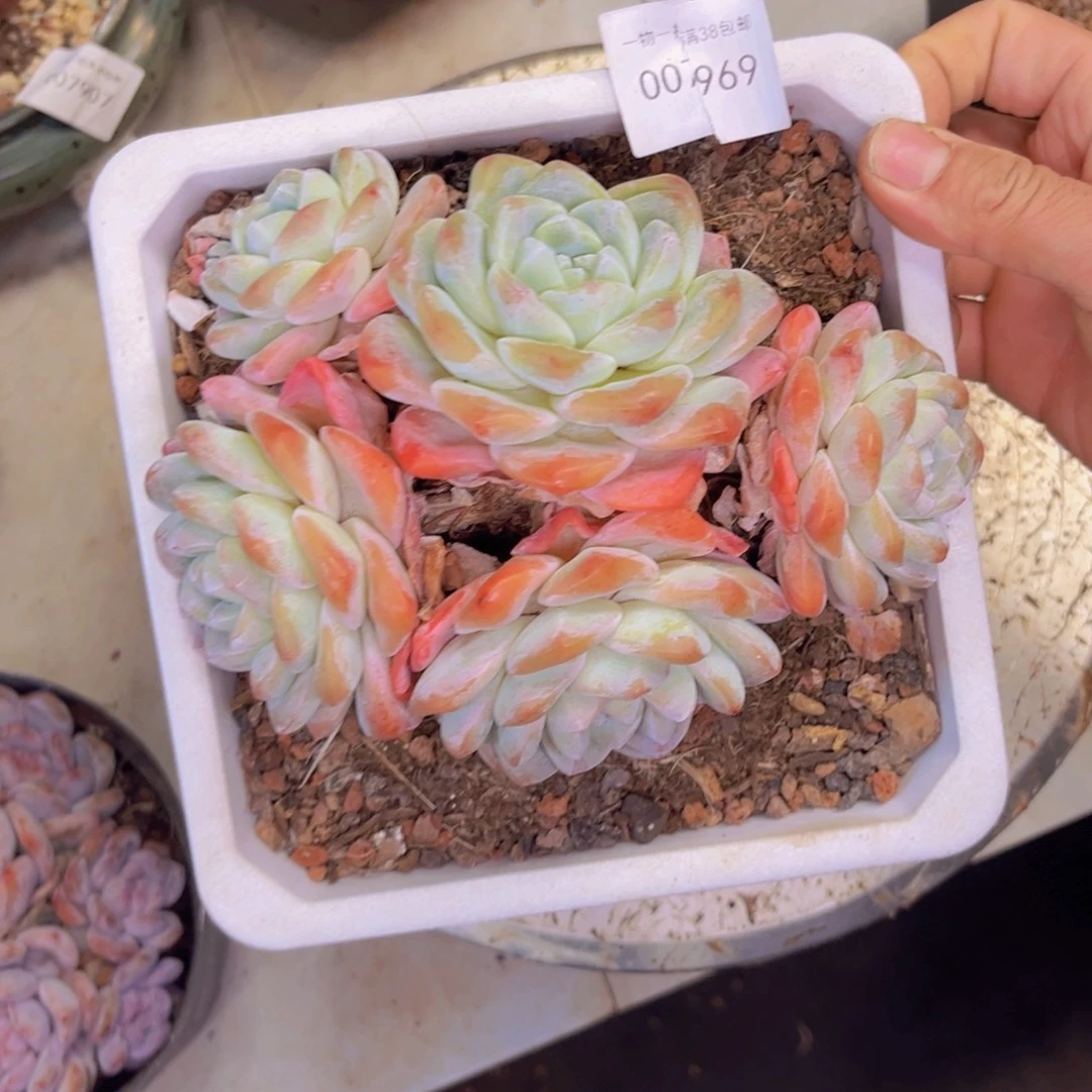 多肉一物一拍7967