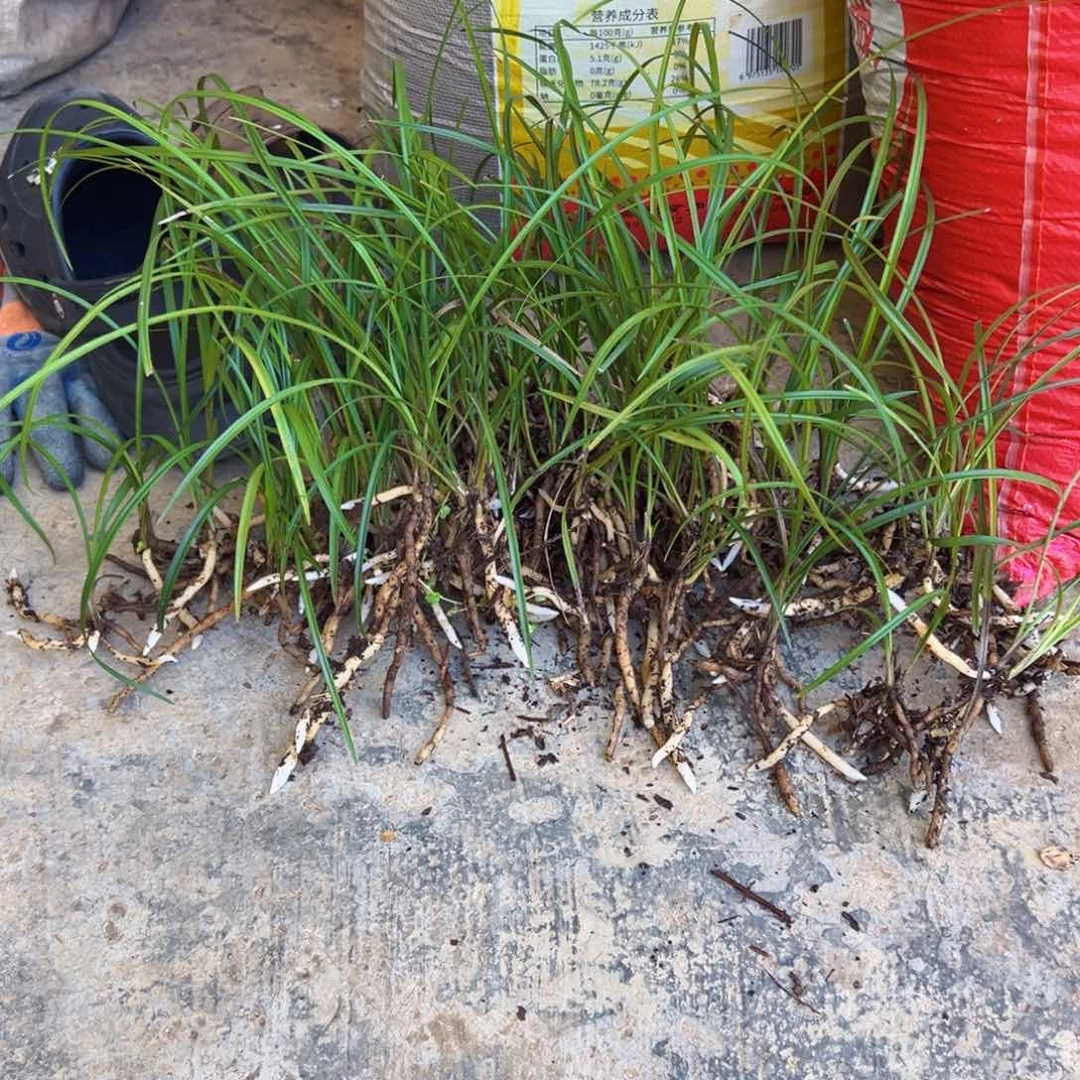 完全开放莲瓣小苗60棵