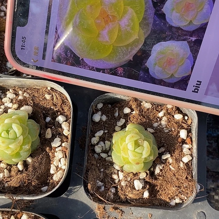 标284盏月一个量拍