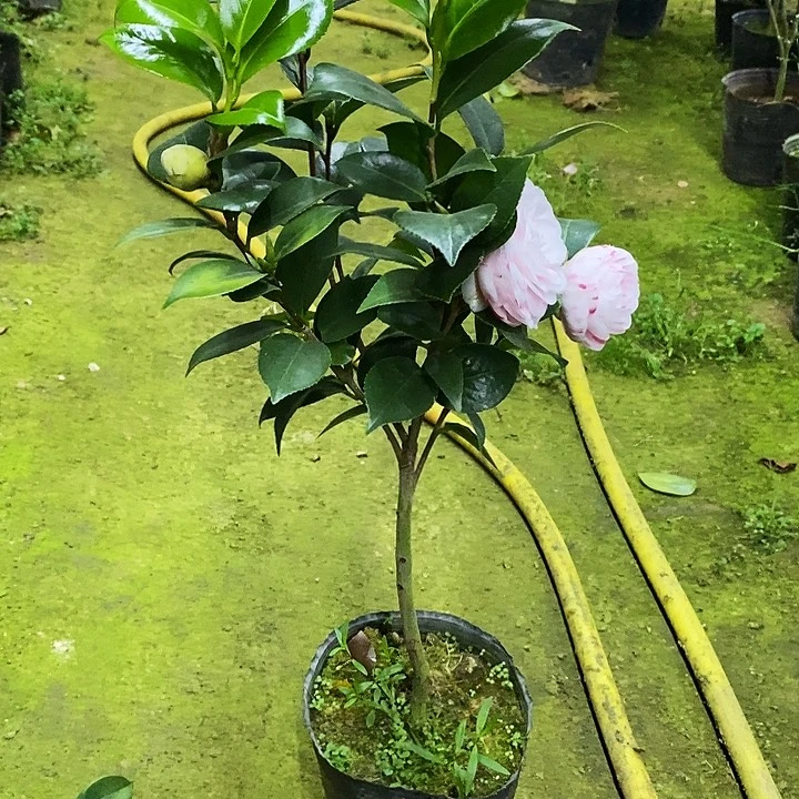 白底十八。          茶花。