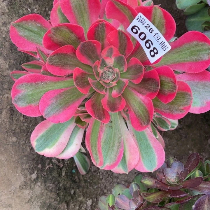 6068女郎多肉植物