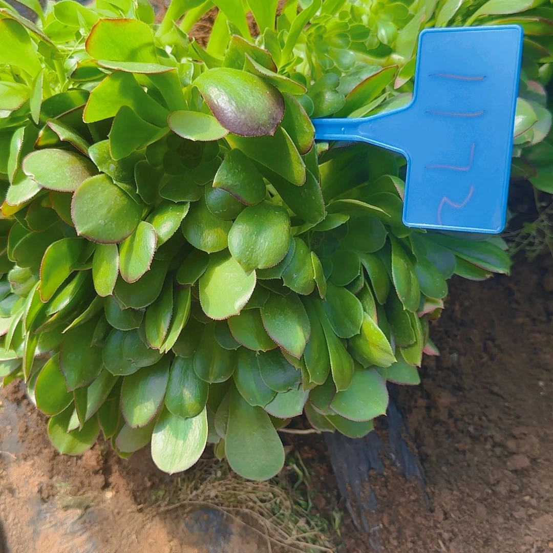 一**你1172邵羞七彩多肉哦哦哦