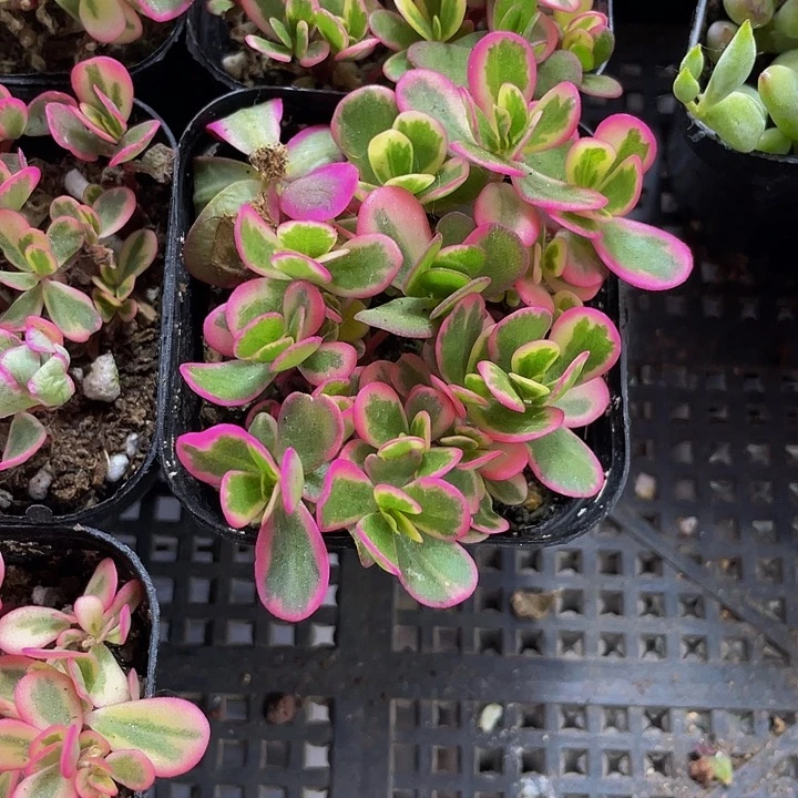 太阳花锦2.8带盆土发