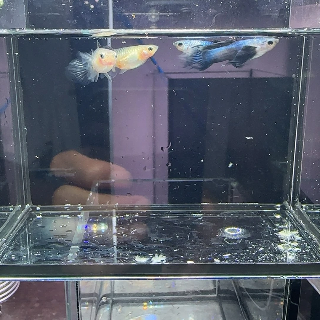 孔雀鱼大耳熊猫两对，三个月