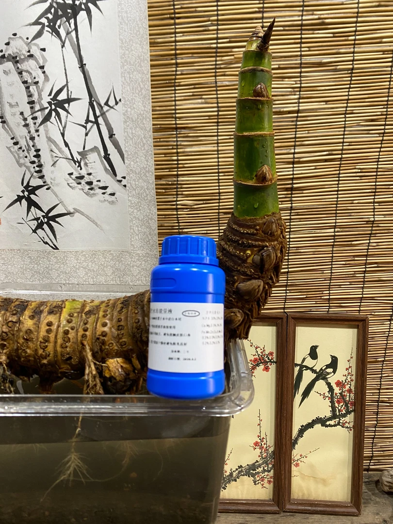 簕竹水培能量液【古隆特调】