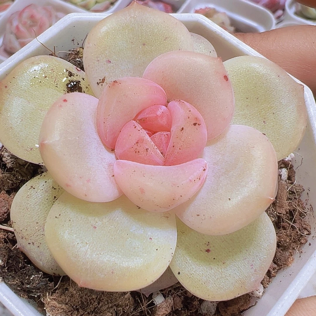 安娜珍妮19包邮多肉植物