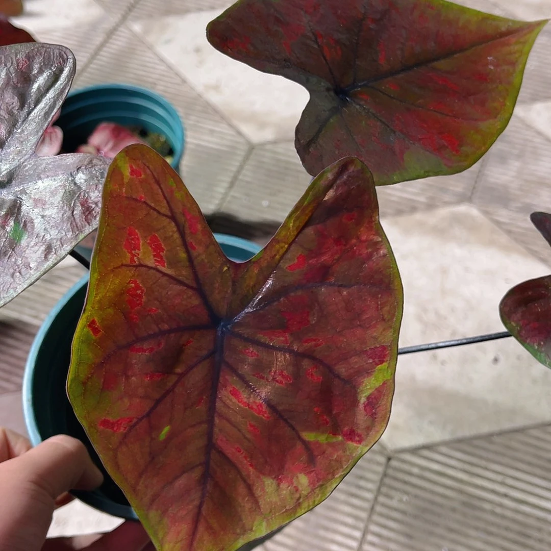 完全开放876泰彩