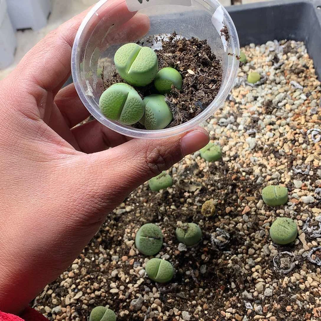 蓝**～W127多肉植物保护研究所