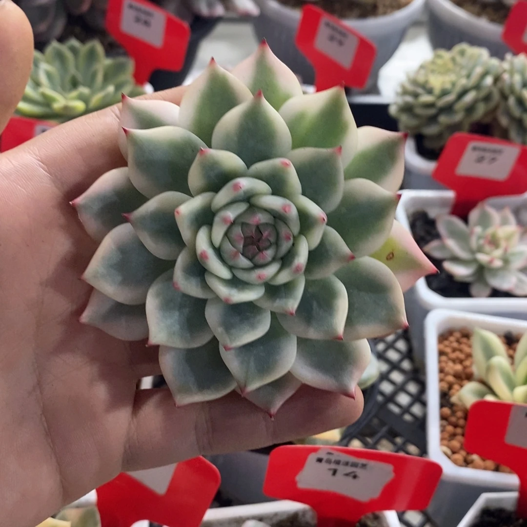吉娃娃锦多肉植物