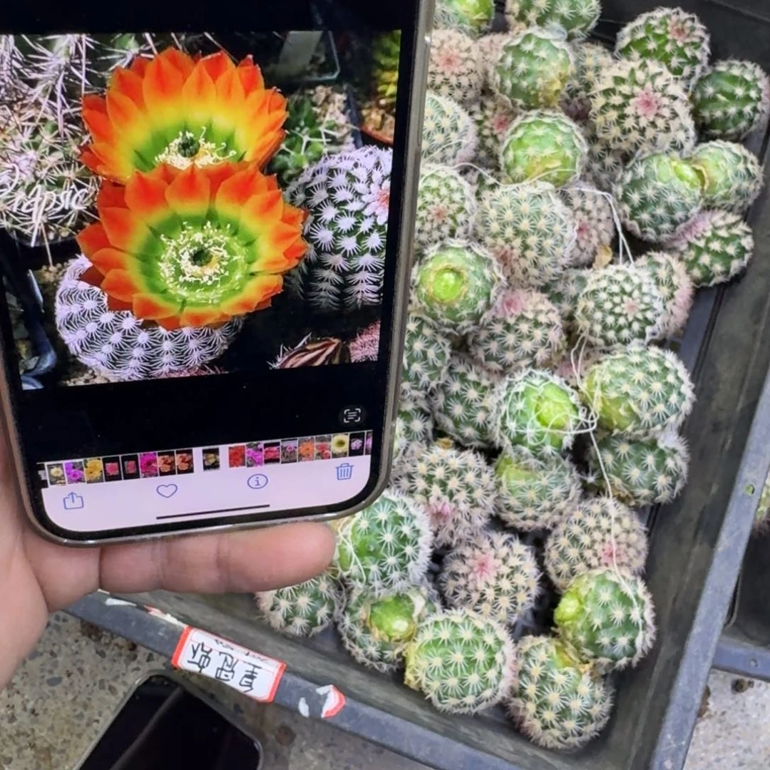 316皇冠虾歪无根侧牙3公分左右伤口大，20包邮