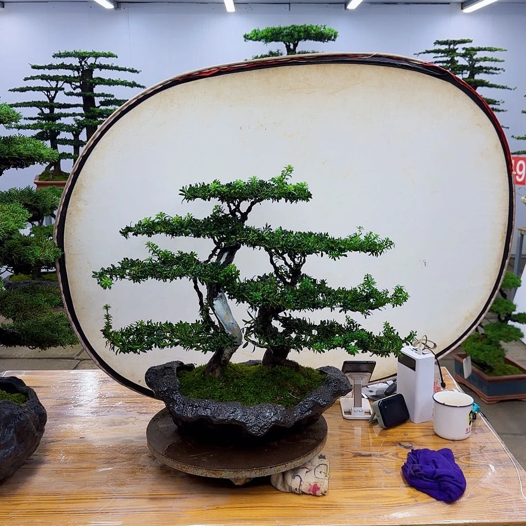 无花朵盆景直播间一物一拍