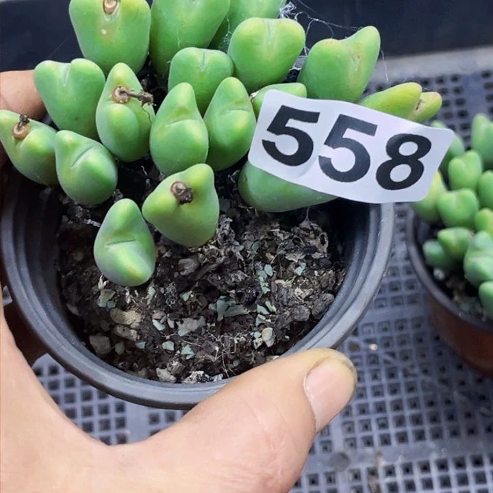 558少蒋一物一图如图