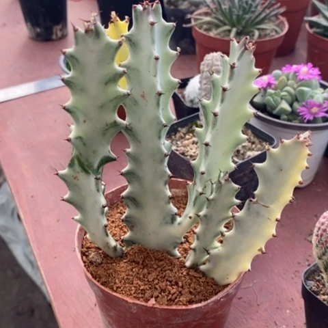 白龙骨群11仙人球