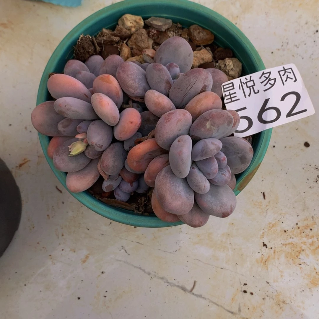 3**冰星悅多肉 大香水562