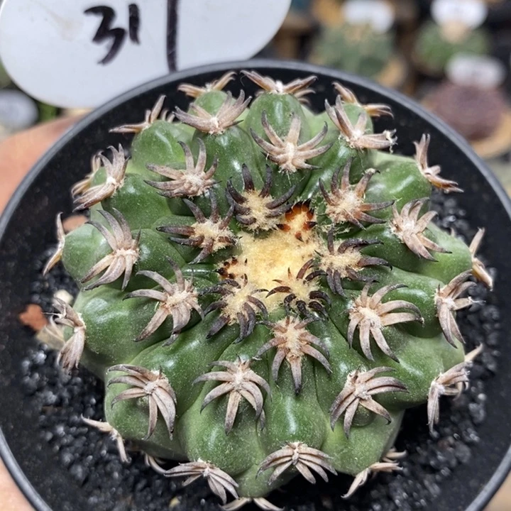 实生猫爪圆盘玉317号6.1cm