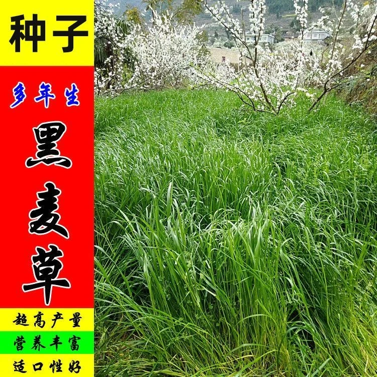 牧草种子多年生黑麦草四季种植养牛羊鸡鸭鱼鹅兔农家易种耐寒草籽
