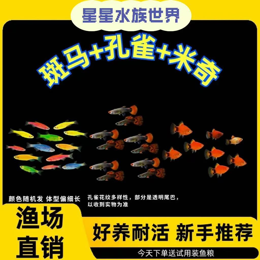 【斑马+孔雀+米奇】斑马鱼小型热带观赏鱼淡水活体好养耐活新手