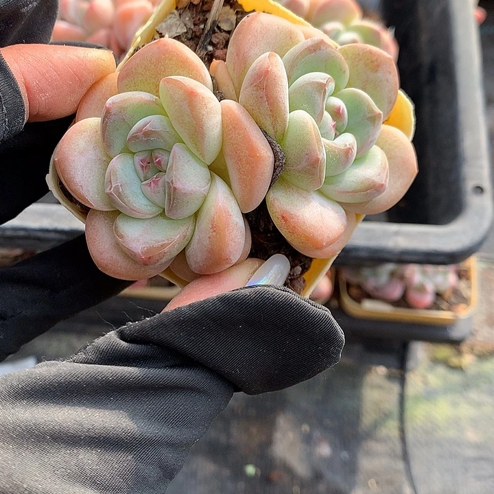 黄体冰玉杂双头一颗