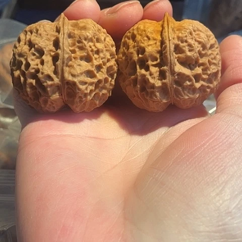 文玩核桃把件苹果圆带彩41