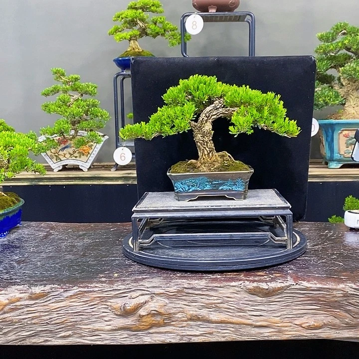 无花朵黄杨盆景四季常请