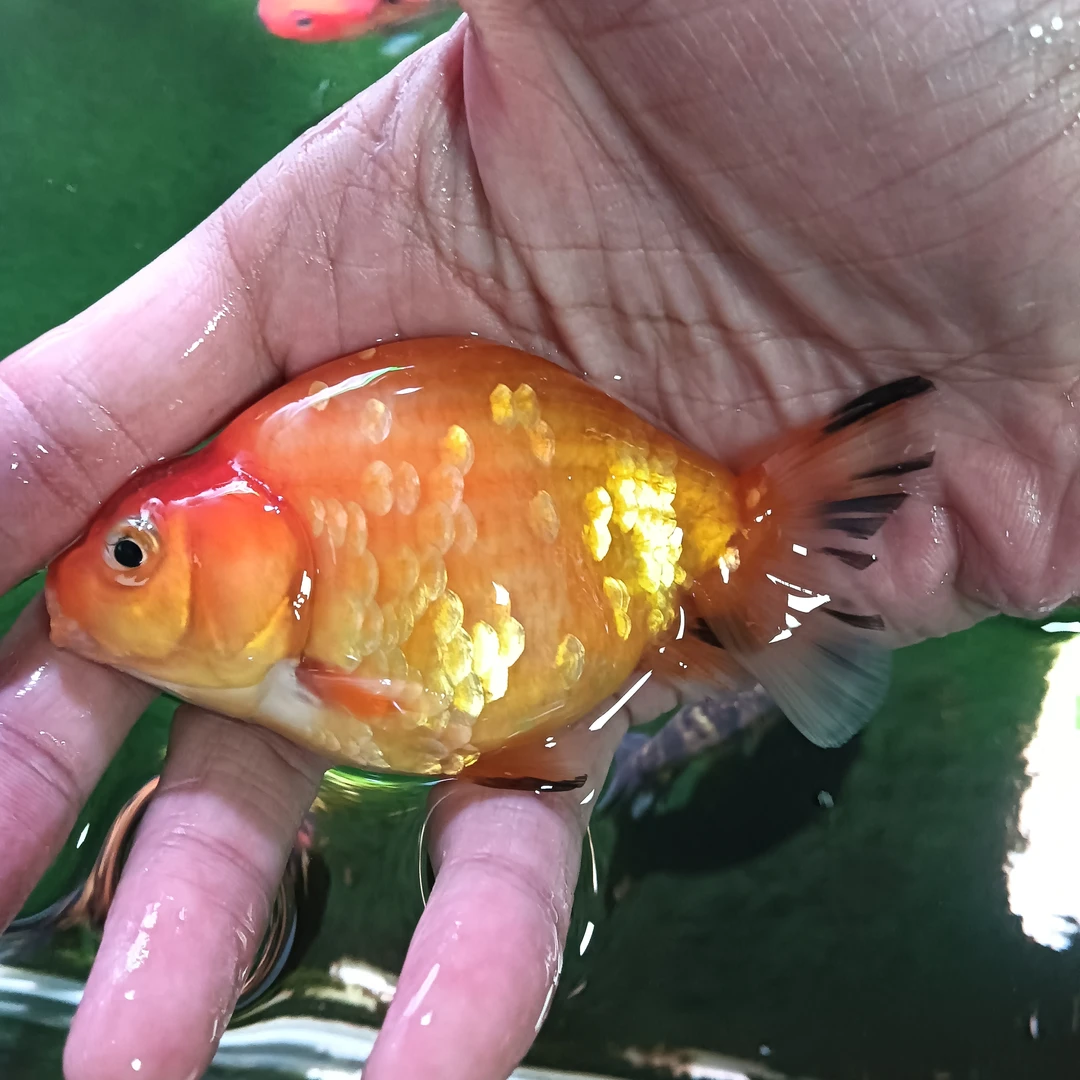 精品大体兰寿。。。。。