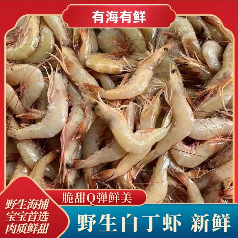 福建渔民海捕野生白丁虾白刺虾