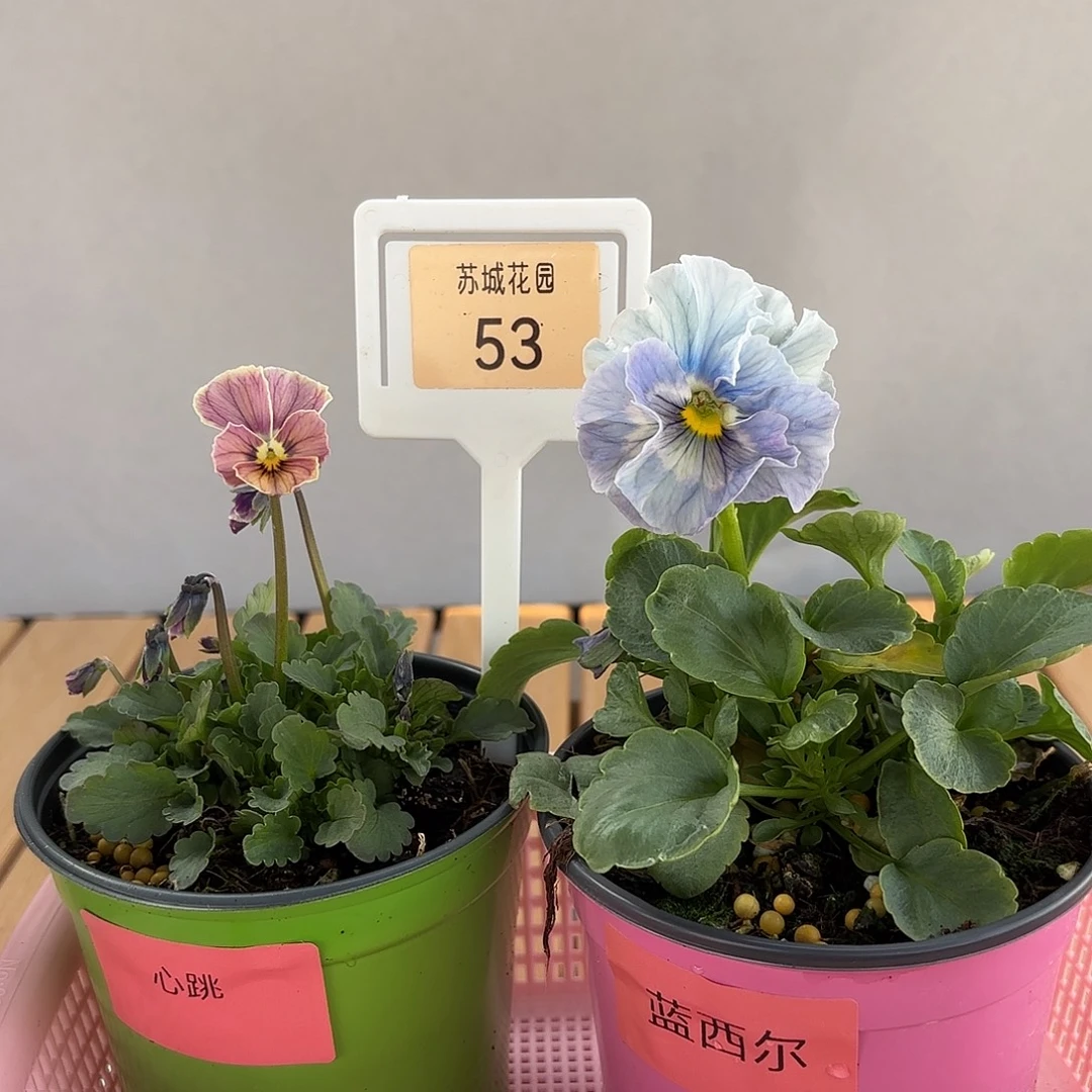 大部分开放少量花苞53