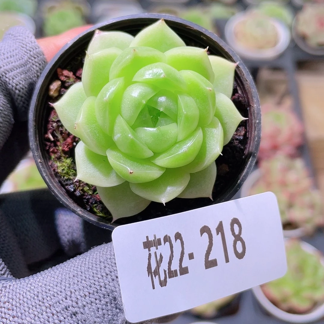 花利美22-218麦秆