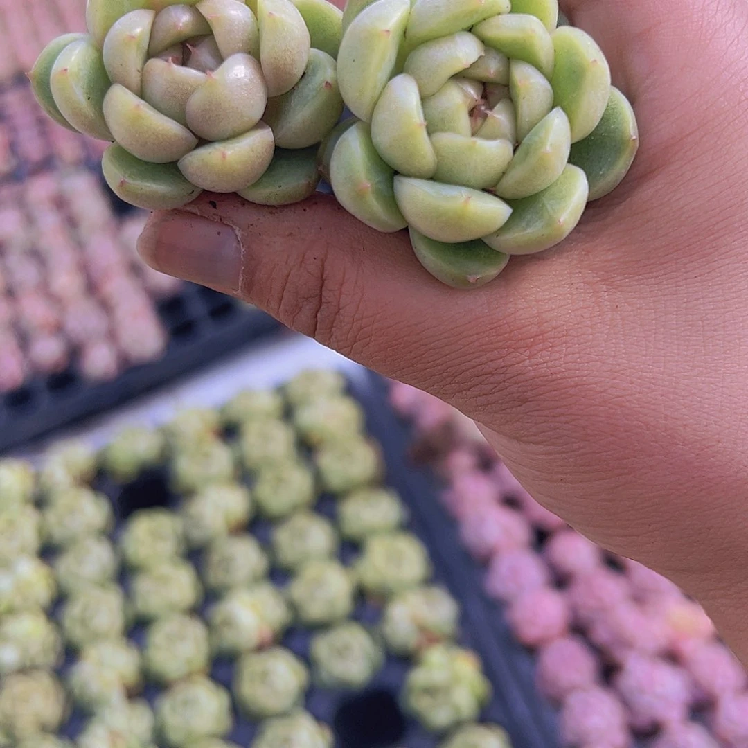 蓝鬼珍妮2个苗19包邮