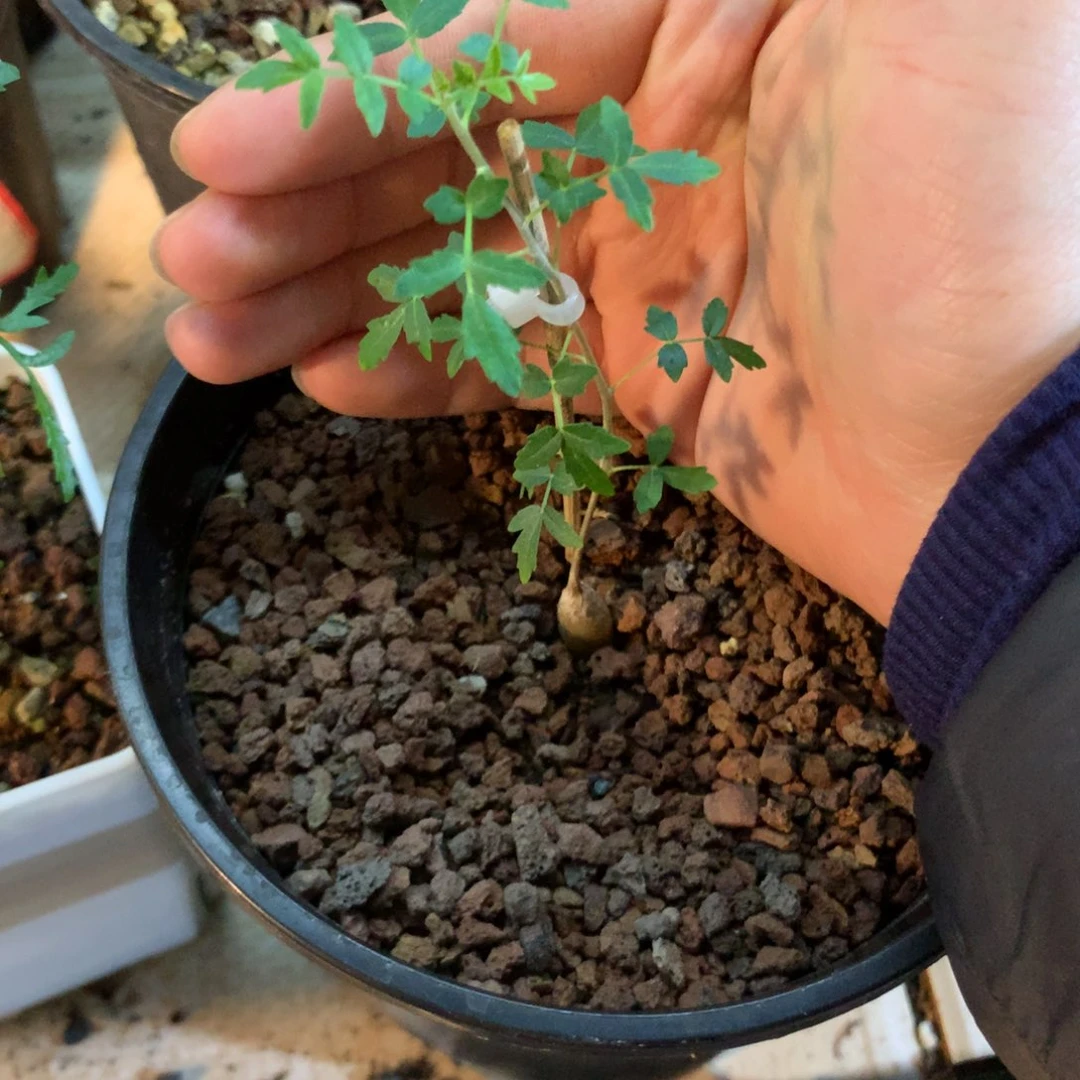 晚**社藜乳香实生小苗