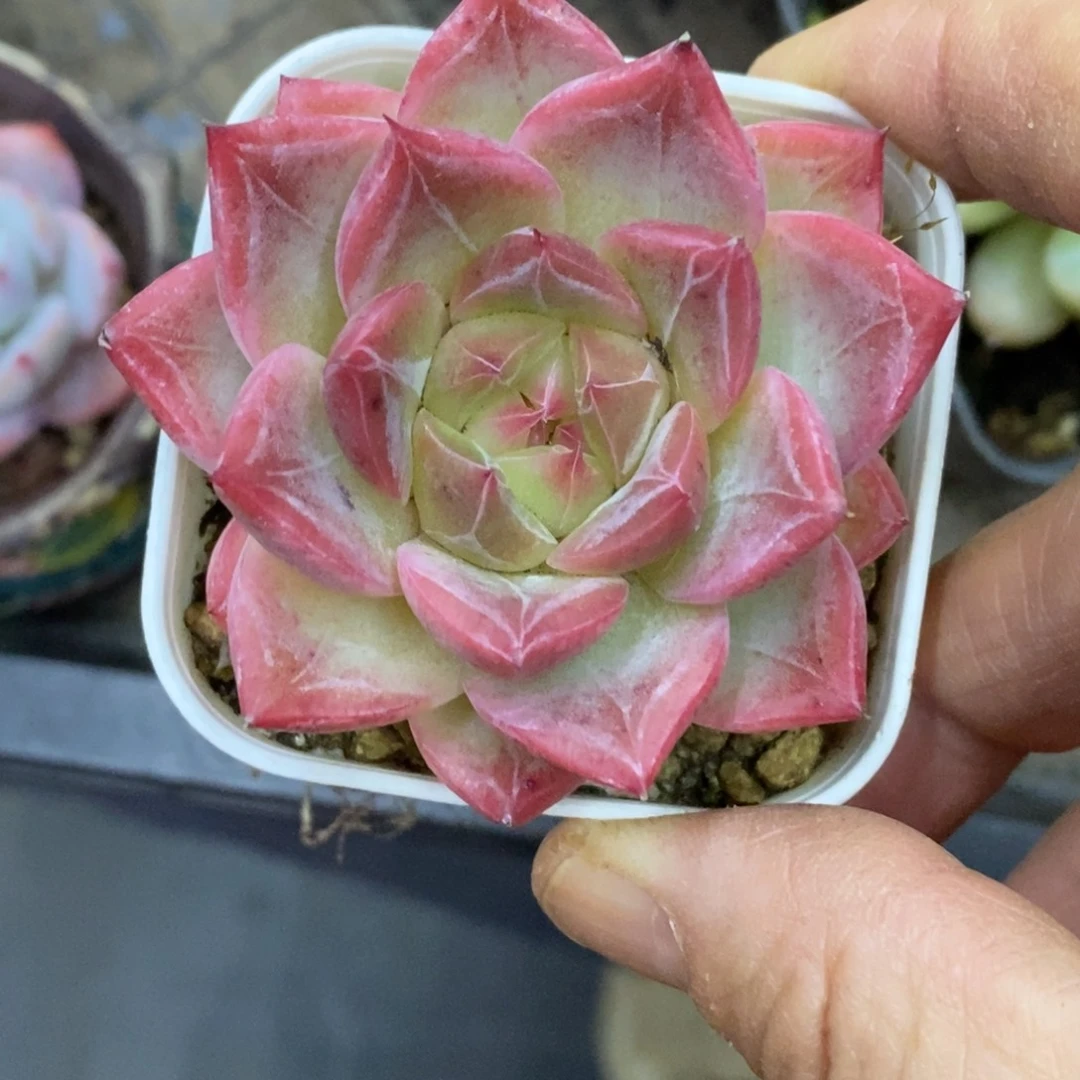 精品多肉一物一拍不包整37