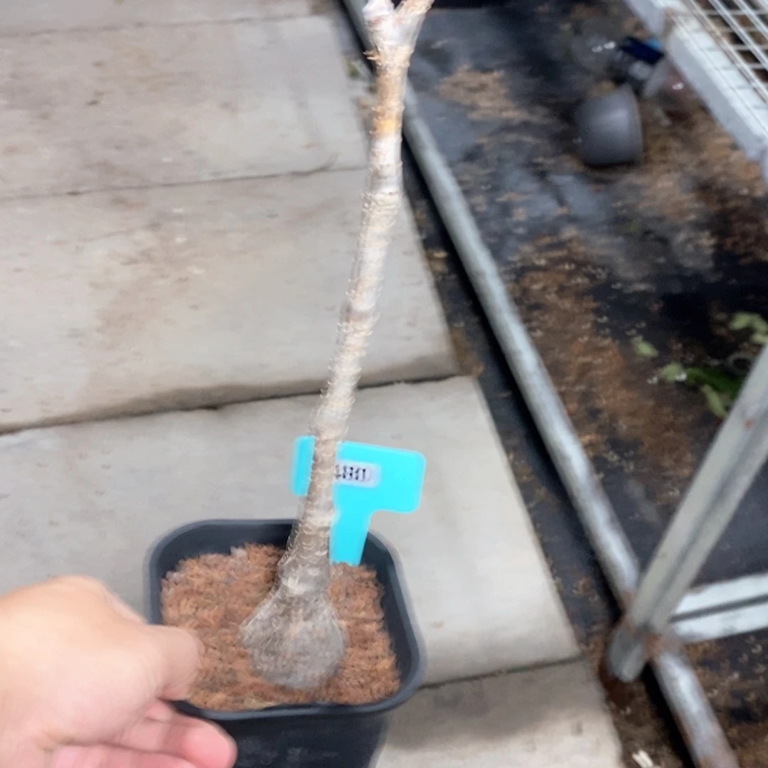 垂直葡萄翁一个多肉