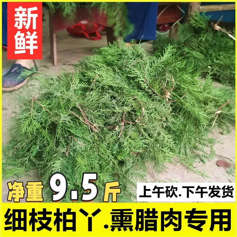 熏腊肉柏树枝熏香肠专用材料四川大山下单现砍新鲜柏柏木侧柏柏丫