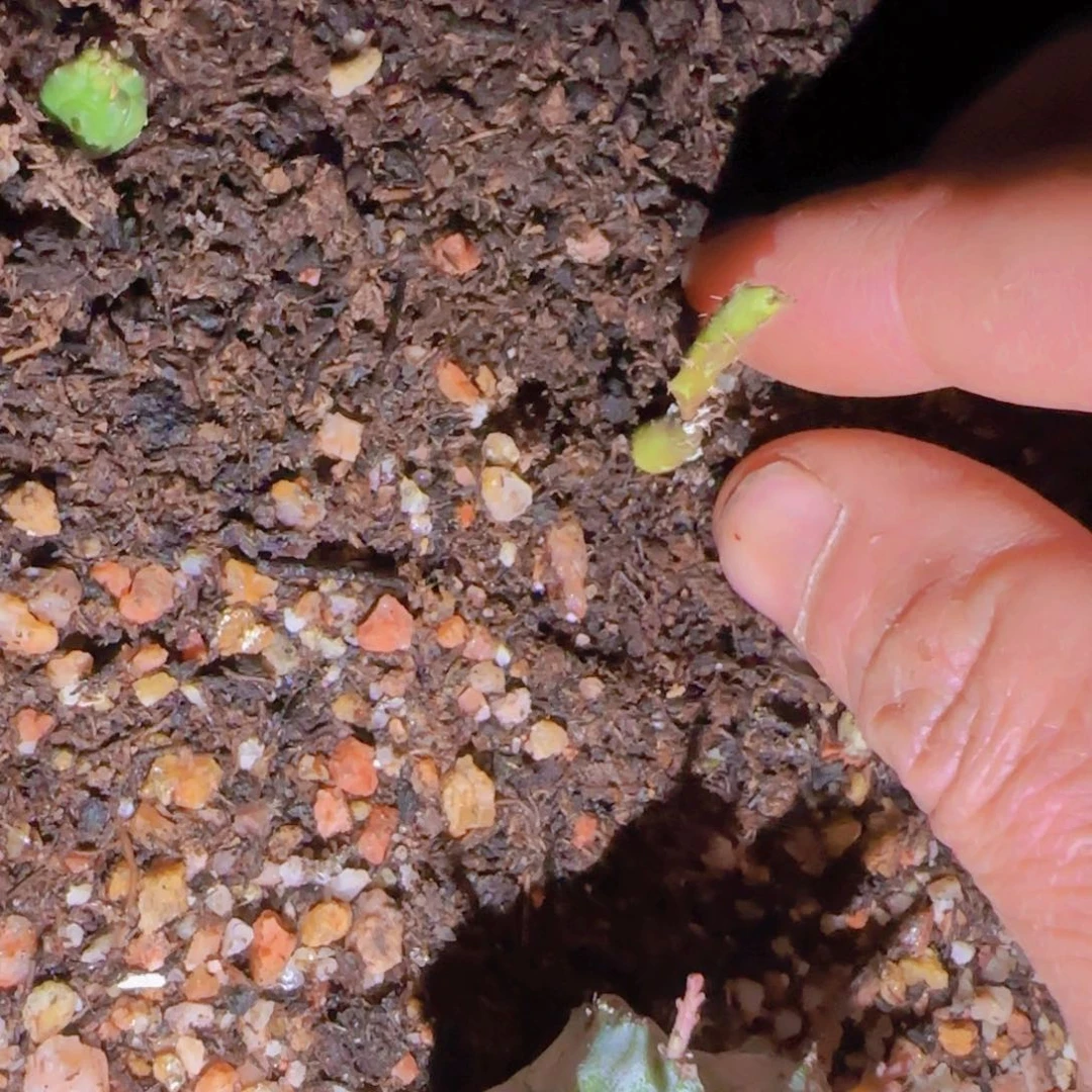 K***n块根植物块根植物