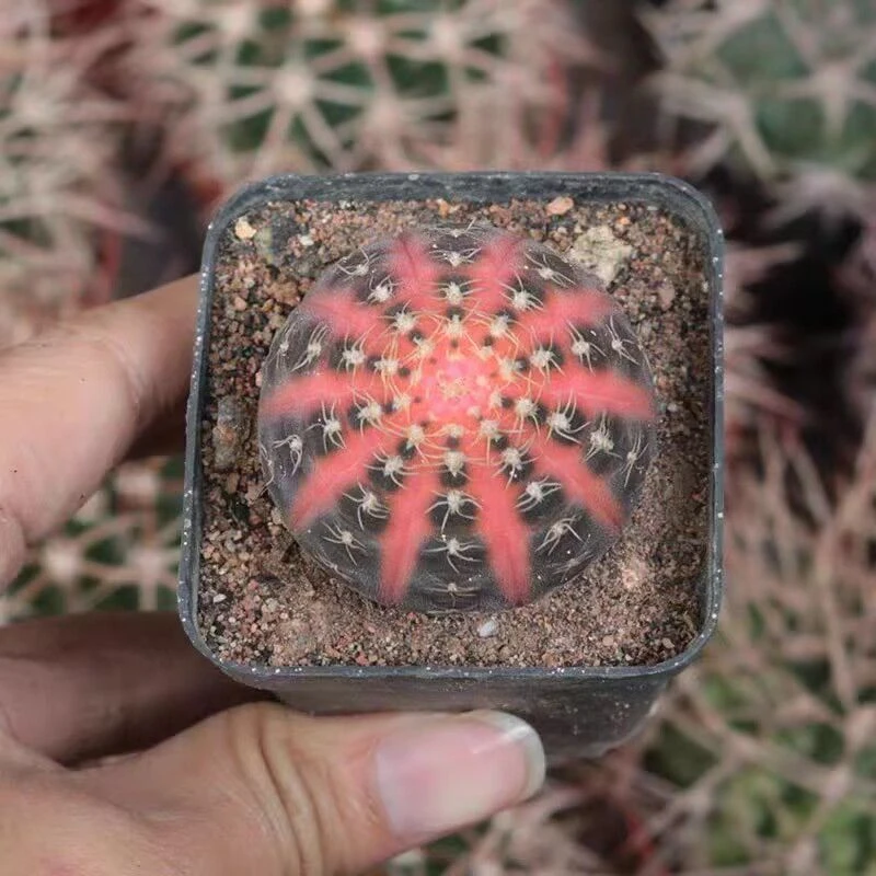 西瓜兜仙人球带盆带土多肉植物（满15.8包邮）