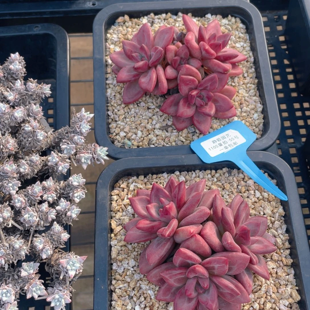1105-55-赫菲斯托全状态一颗