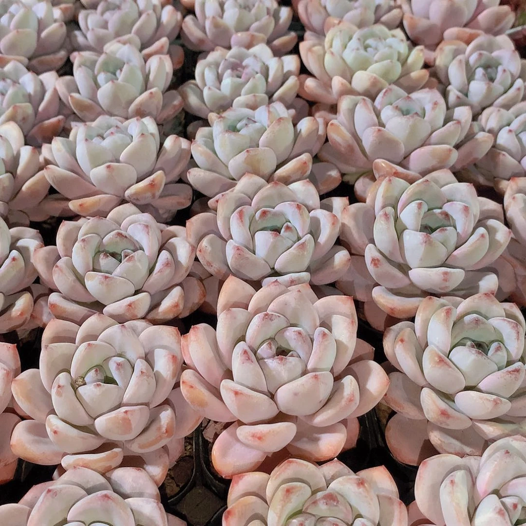 星星雪245789900000