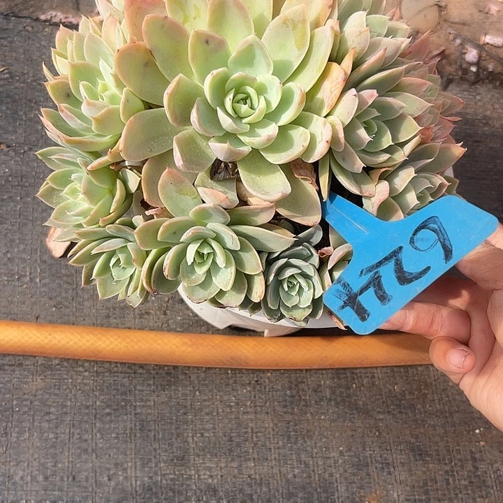 晨语多肉，一物一拍丝绸624
