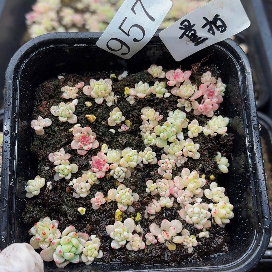 多肉植物多肉植物957量拍