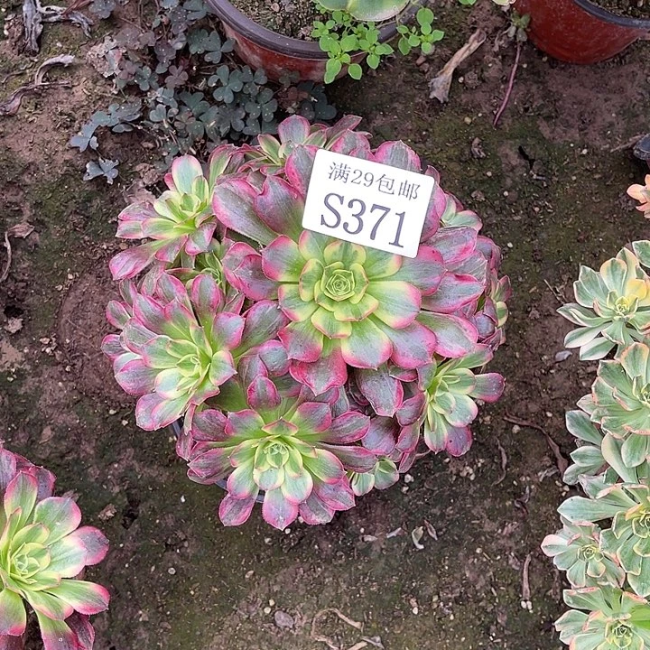 371安娜多肉植物