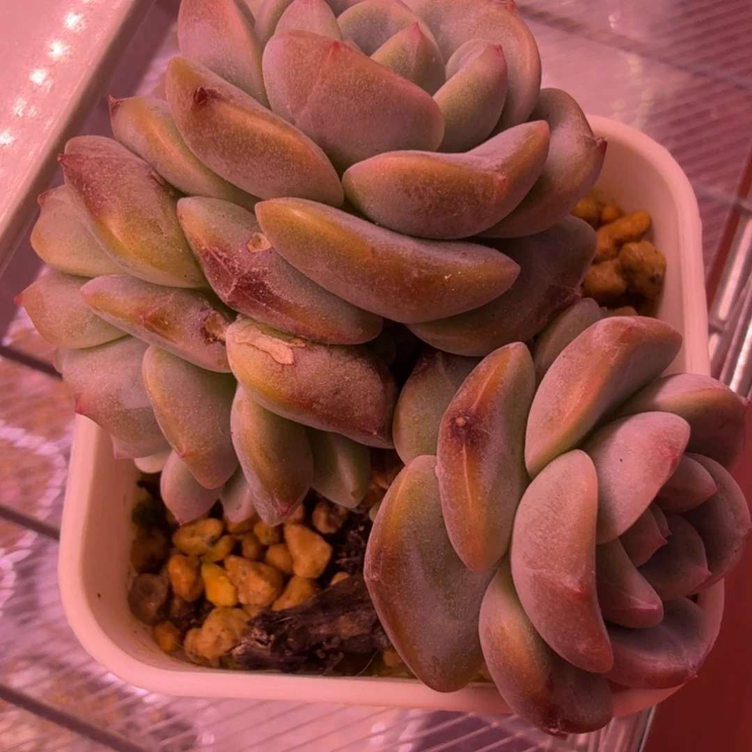 琥珀群多肉一物一拍