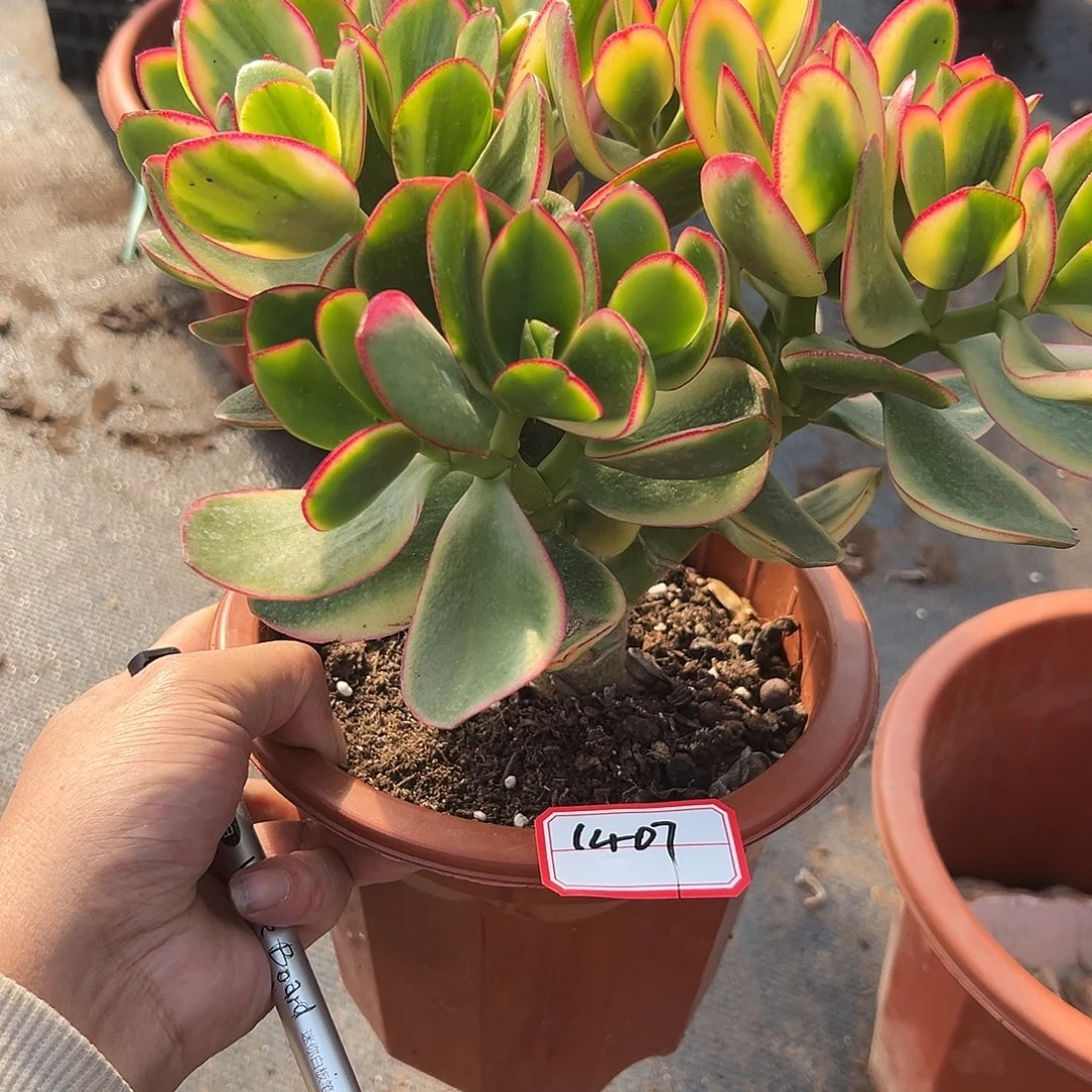 *****新花月锦带土球发货1407