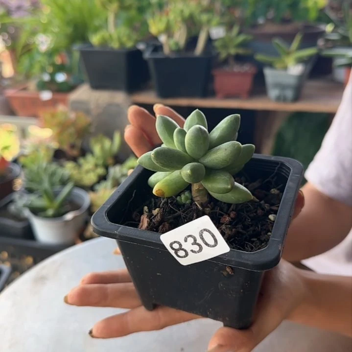 830号 一物一拍 一物一拍