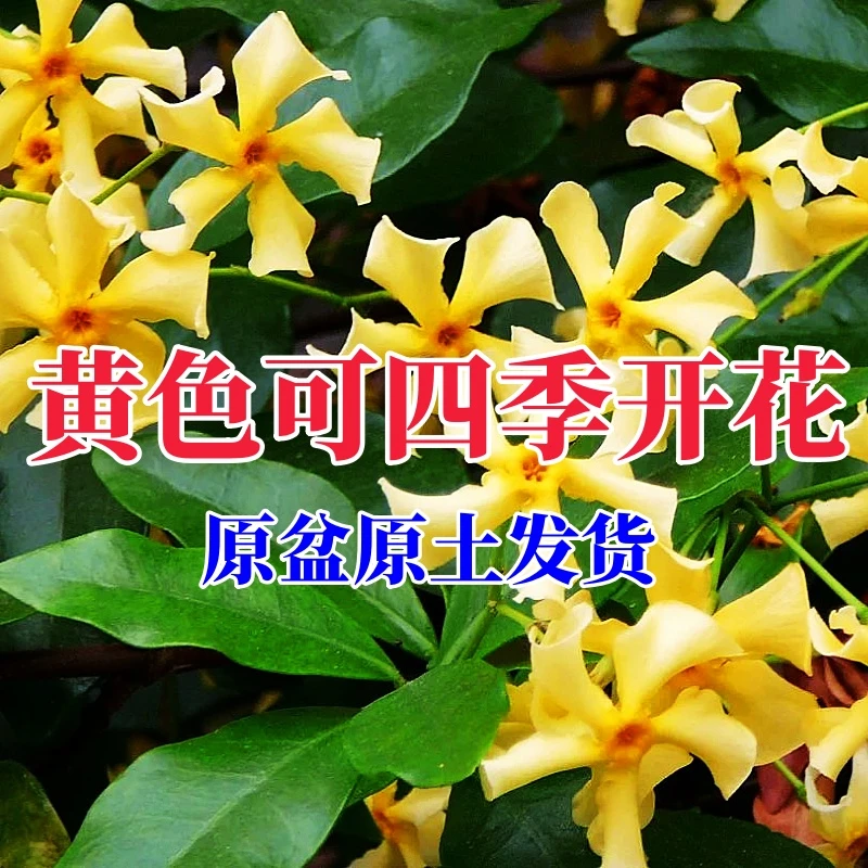 黄色风车茉莉盆栽托斯卡纳之星络石爬藤植物爬藤香味阳台花卉盆栽