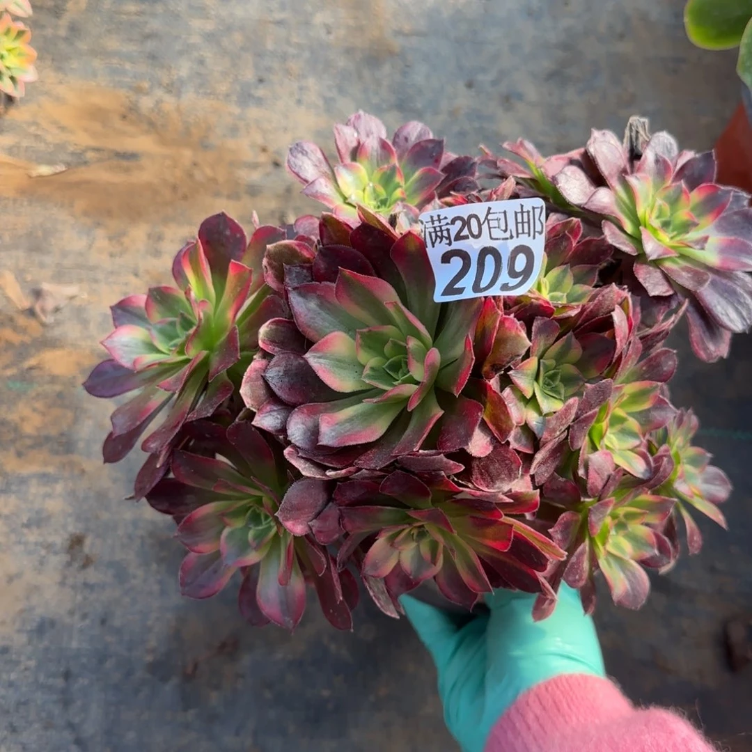 安娜多肉209满20包邮断枝不包瑕疵