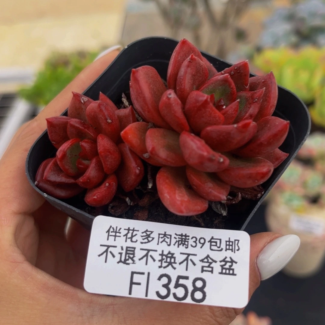358-夏洛特多肉5cm